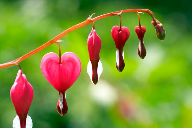 TOP10 das flores mais bonitas do mundo Uma viagem visual deslumbrante pelo mundo das flores mais bonitas que a natureza tem a oferecer. flores mais bonitas do mundo