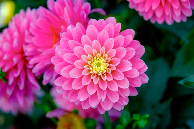 TOP10 das flores mais bonitas do mundo Uma viagem visual deslumbrante pelo mundo das flores mais bonitas que a natureza tem a oferecer.