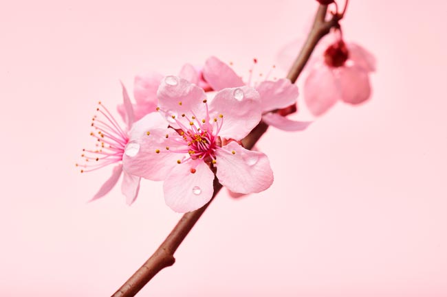 TOP10 das flores mais bonitas do mundo Uma viagem visual deslumbrante pelo mundo das flores mais bonitas que a natureza tem a oferecer.
