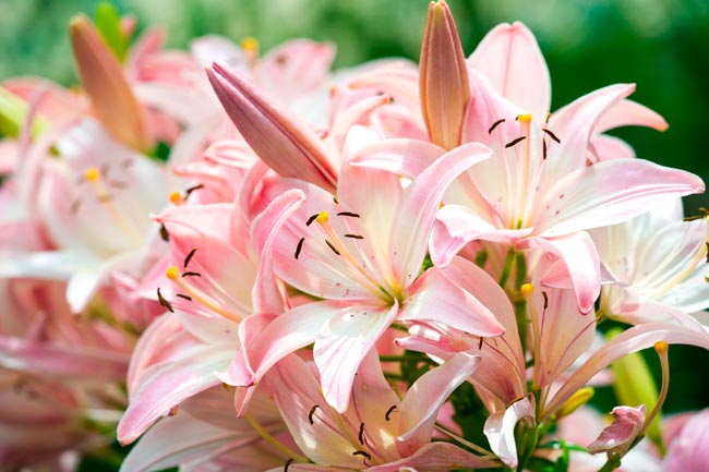 TOP10 das flores mais bonitas do mundo Uma viagem visual deslumbrante pelo mundo das flores mais bonitas que a natureza tem a oferecer. flores mais bonitas do mundo
