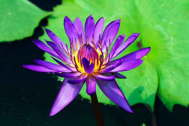 TOP10 das flores mais bonitas do mundo Uma viagem visual deslumbrante pelo mundo das flores mais bonitas que a natureza tem a oferecer.
