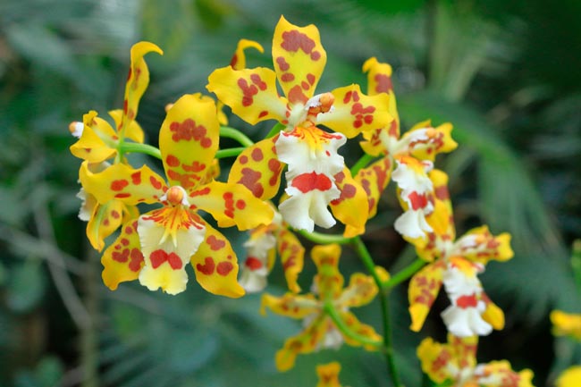 TOP10 das flores mais bonitas do mundo Uma viagem visual deslumbrante pelo mundo das flores mais bonitas que a natureza tem a oferecer.