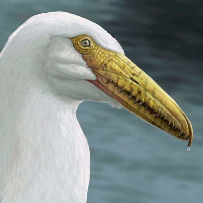Explore o reino dos gigantes da terra, do mar e do ar! maiores animais do mundo