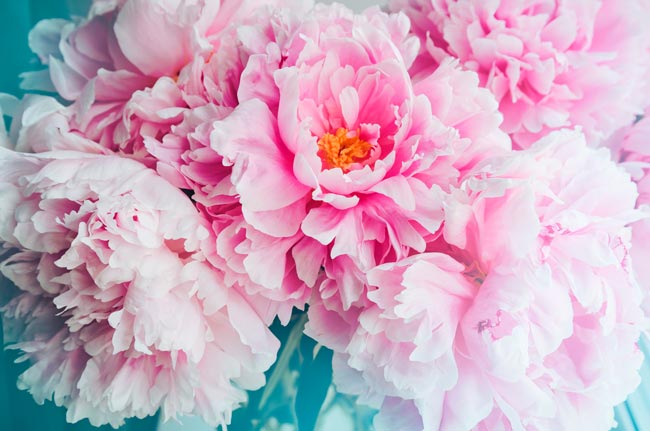 TOP10 das flores mais bonitas do mundo Uma viagem visual deslumbrante pelo mundo das flores mais bonitas que a natureza tem a oferecer.