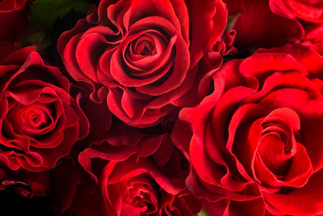 TOP10 das flores mais bonitas do mundo Uma viagem visual deslumbrante pelo mundo das flores mais bonitas que a natureza tem a oferecer.