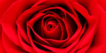 Uma viagem visual deslumbrante pelo mundo das flores mais bonitas que a natureza tem a oferecer. flores mais bonitas do mundo