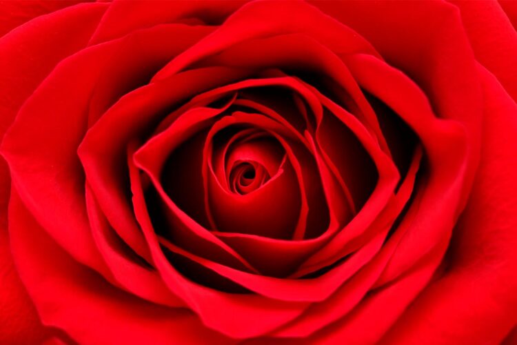 TOP10 das flores mais bonitas do mundo Uma viagem visual deslumbrante pelo mundo das flores mais bonitas que a natureza tem a oferecer. flores mais bonitas do mundo