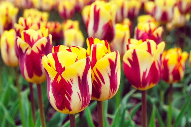 TOP10 das flores mais bonitas do mundo Uma viagem visual deslumbrante pelo mundo das flores mais bonitas que a natureza tem a oferecer.
