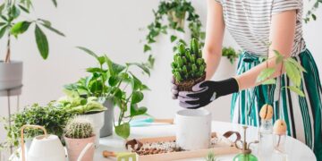 O guia completo para cultivar e tratar plantas suculentas em sua casa.