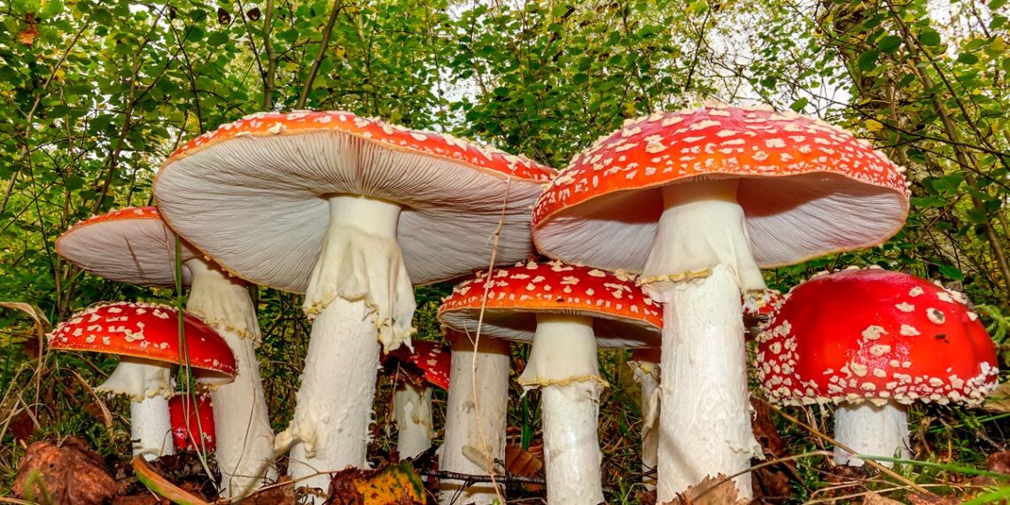 8 cogumelos venenosos em Portugal que podem ser confundidos com espécies comestíveis