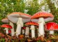 8 cogumelos venenosos em Portugal que podem ser confundidos com espécies comestíveis 8 cogumelos venenosos em Portugal que podem ser confundidos com espécies comestíveis