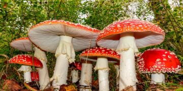 Saiba como identificá-las para evitar possíveis intoxicações. cogumelos venenosos