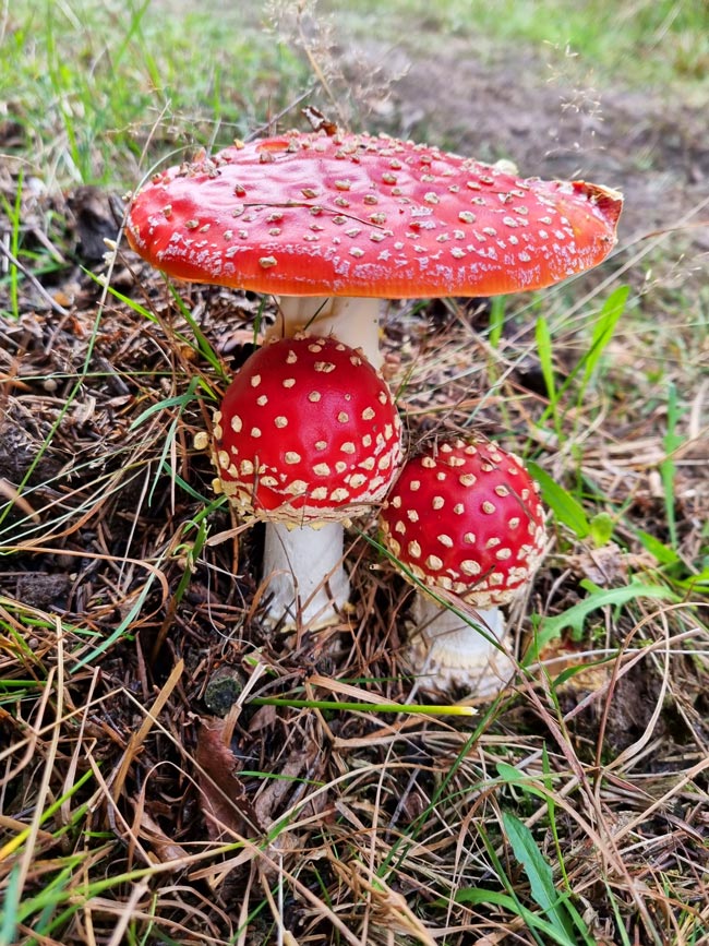 8 espécies de cogumelos venenosos em Portugal Saiba como identificá-las para evitar possíveis intoxicações. cogumelos venenosos