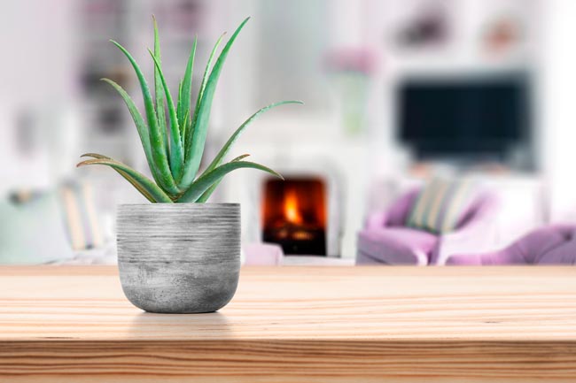 Conheça as sete plantas mais eficazes em purificar o ar, tornando o seu espaço mais fresco e limpo. plantas que purificam o ar