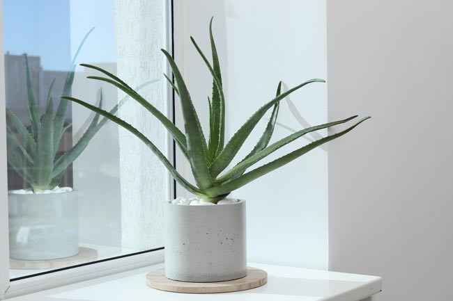 As 6 melhores plantas para a casa de banho Descubra como transformar a sua casa de banho num oásis de frescura e tranquilidade. plantas para a casa de banho