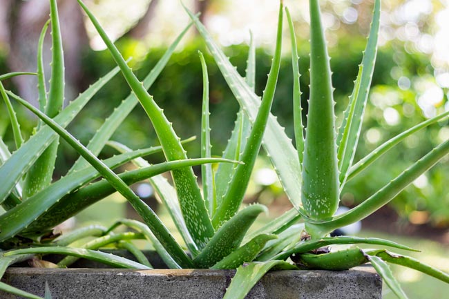 9 Plantas para o quarto que melhoram o seu descanso Transforme o seu quarto num oásis de tranquilidade com estas 9 plantas cuidadosamente selecionadas.