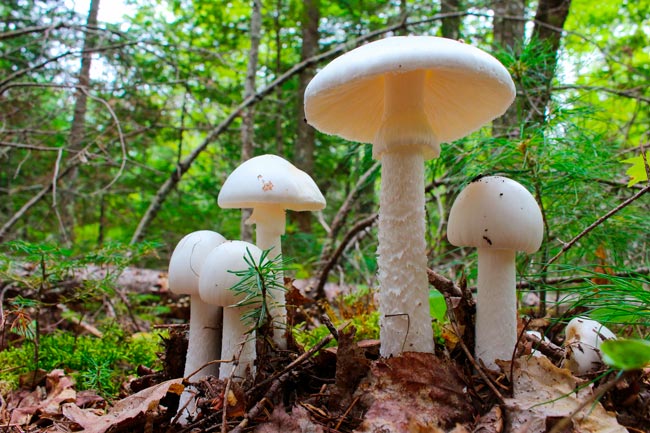 8 espécies de cogumelos venenosos em Portugal Saiba como identificá-las para evitar possíveis intoxicações.