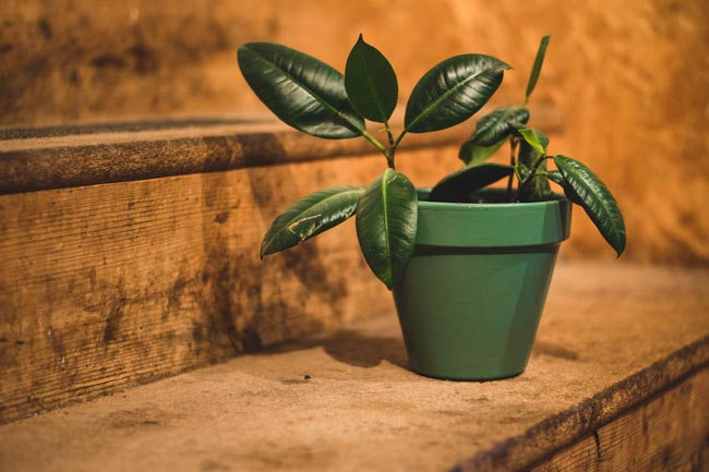 Conheça as sete plantas mais eficazes em purificar o ar, tornando o seu espaço mais fresco e limpo.