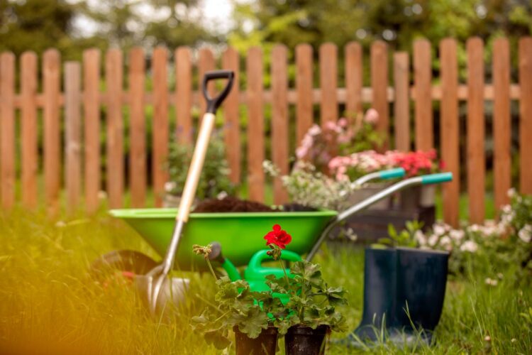 As plantas venenosas que podem estar na sua varanda ou jardim Plantas comuns que podem representar um perigo, mesmo que pareçam inofensivas à primeira vista. plantas venenosas