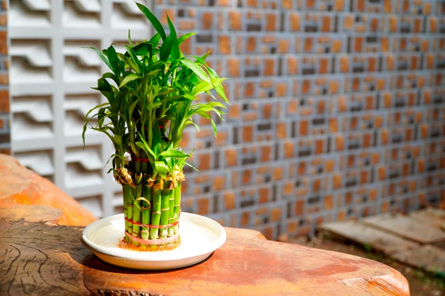 As 6 melhores plantas para a casa de banho Descubra como transformar a sua casa de banho num oásis de frescura e tranquilidade.