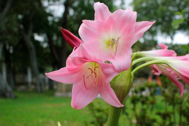 TOP10 das plantas tóxicas que podem representar perigo no seu lar Descubra quais são estas plantas, os seus efeitos nocivos e como identificá-las.
