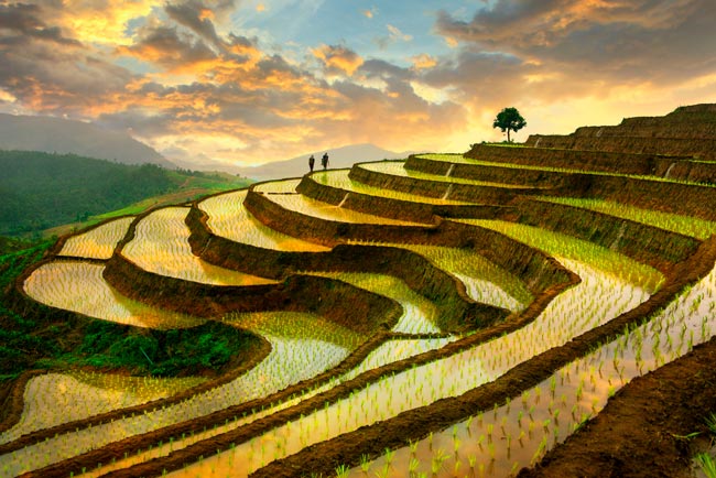 Descubra quais são os países que lideram o consumo mundial de arroz. países que consomem mais arroz