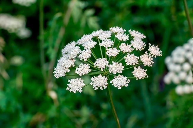 Plantas perigosas que não deve ter em casa ou no jardim Plantas perigosas que representam riscos para a saúde e por que deve evitá-las na sua casa ou jardim.