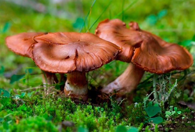 8 espécies de cogumelos venenosos em Portugal Saiba como identificá-las para evitar possíveis intoxicações.