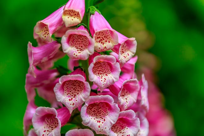 Plantas perigosas que não deve ter em casa ou no jardim Plantas perigosas que representam riscos para a saúde e por que deve evitá-las na sua casa ou jardim.