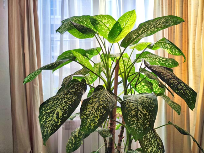 Conheça as sete plantas mais eficazes em purificar o ar, tornando o seu espaço mais fresco e limpo.