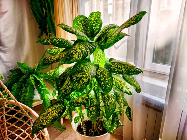 TOP10 das plantas tóxicas que podem representar perigo no seu lar Descubra quais são estas plantas, os seus efeitos nocivos e como identificá-las.