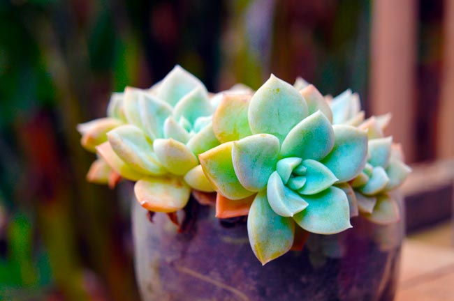 7 Plantas suculentas: guia completo para as cultivar em casa O guia completo para cultivar e tratar plantas suculentas em sua casa.