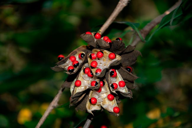Plantas perigosas que não deve ter em casa ou no jardim Plantas perigosas que representam riscos para a saúde e por que deve evitá-las na sua casa ou jardim.