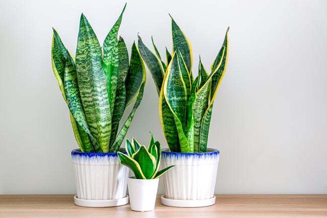 As 6 melhores plantas para a casa de banho Descubra como transformar a sua casa de banho num oásis de frescura e tranquilidade.