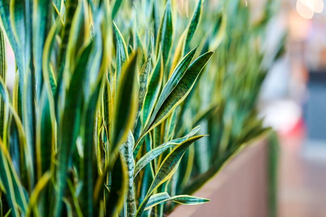 9 Plantas para o quarto que melhoram o seu descanso Transforme o seu quarto num oásis de tranquilidade com estas 9 plantas cuidadosamente selecionadas.