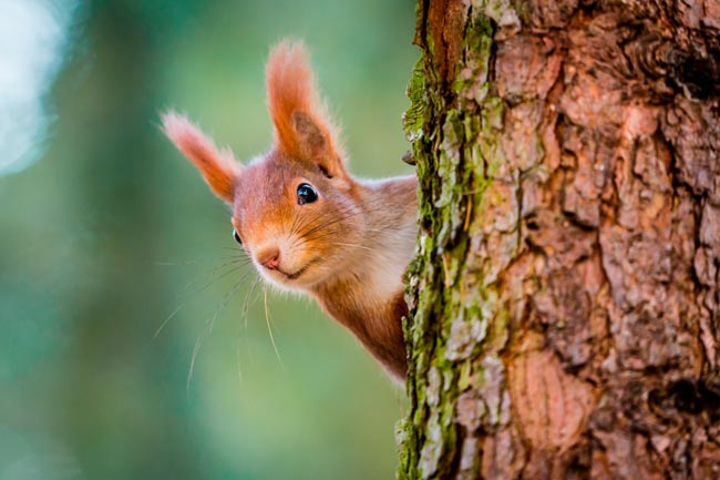 Venha explorar o fascinante mundo da inteligência animal.