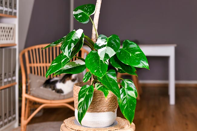 TOP10 das plantas tóxicas que podem representar perigo no seu lar Descubra quais são estas plantas, os seus efeitos nocivos e como identificá-las.