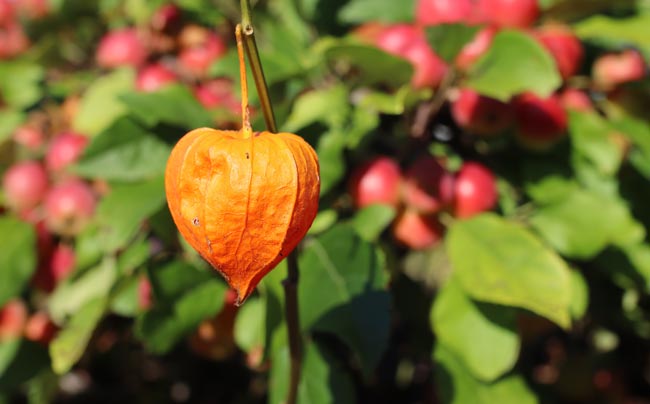 As plantas venenosas que podem estar na sua varanda ou jardim Plantas comuns que podem representar um perigo, mesmo que pareçam inofensivas à primeira vista.