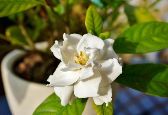 As 6 melhores plantas para a casa de banho Descubra como transformar a sua casa de banho num oásis de frescura e tranquilidade.