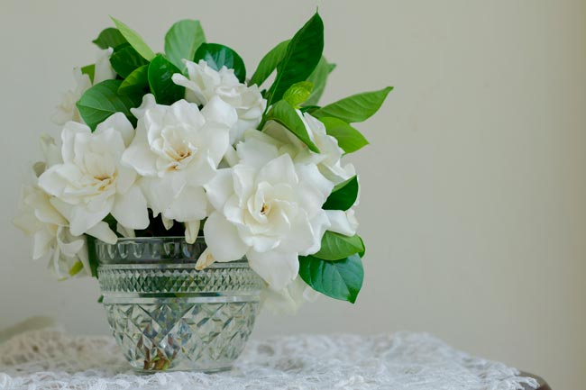9 Plantas para o quarto que melhoram o seu descanso Transforme o seu quarto num oásis de tranquilidade com estas 9 plantas cuidadosamente selecionadas.