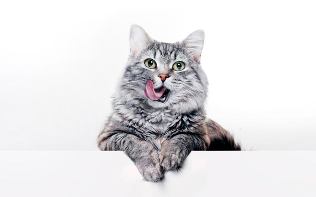 Venha explorar o fascinante mundo da inteligência animal. animais mais inteligentes