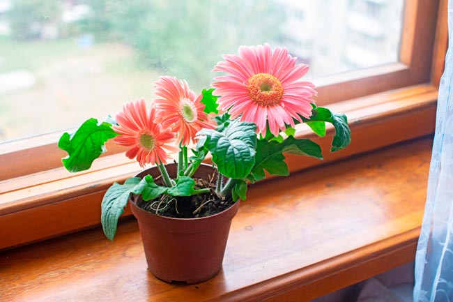 9 Plantas para o quarto que melhoram o seu descanso Transforme o seu quarto num oásis de tranquilidade com estas 9 plantas cuidadosamente selecionadas.