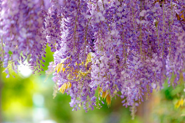 TOP10 das plantas tóxicas que podem representar perigo no seu lar Descubra quais são estas plantas, os seus efeitos nocivos e como identificá-las.