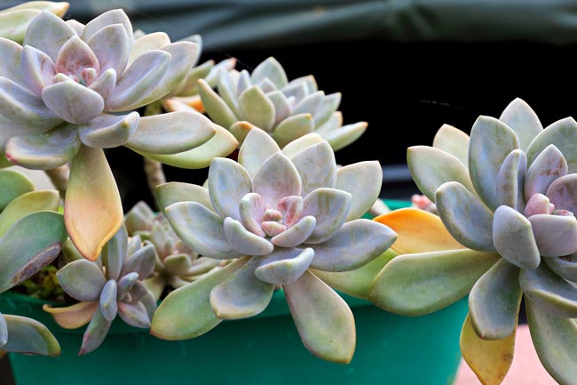 7 Plantas suculentas: guia completo para as cultivar em casa O guia completo para cultivar e tratar plantas suculentas em sua casa.