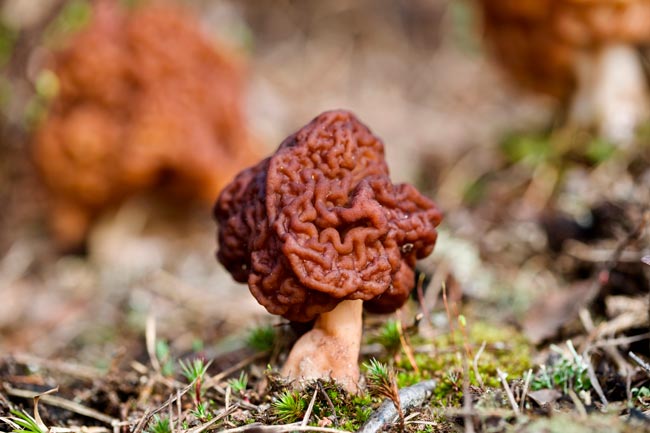 8 espécies de cogumelos venenosos em Portugal Saiba como identificá-las para evitar possíveis intoxicações.