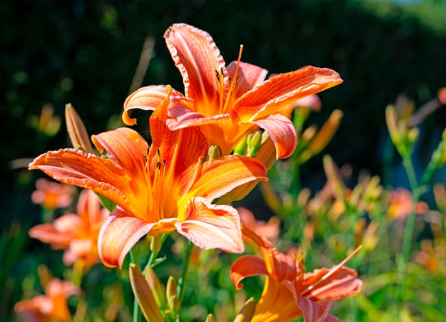TOP10 das plantas tóxicas que podem representar perigo no seu lar Descubra quais são estas plantas, os seus efeitos nocivos e como identificá-las.