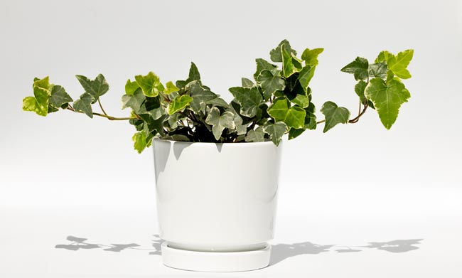 9 Plantas para o quarto que melhoram o seu descanso Transforme o seu quarto num oásis de tranquilidade com estas 9 plantas cuidadosamente selecionadas.
