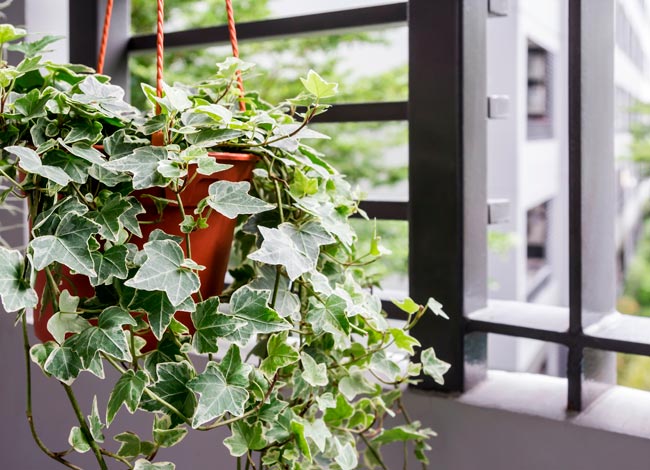 Conheça as sete plantas mais eficazes em purificar o ar, tornando o seu espaço mais fresco e limpo.