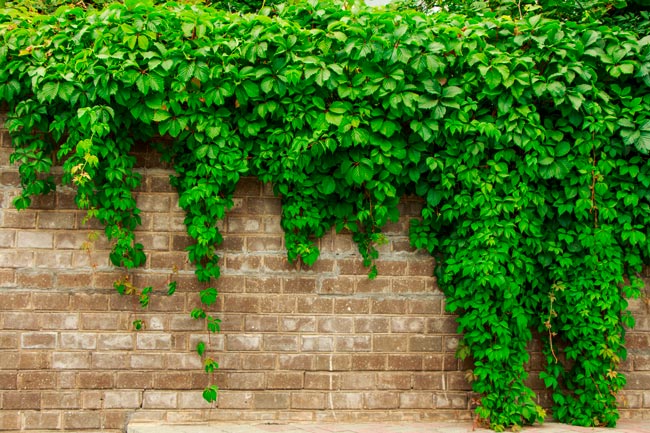 As plantas venenosas que podem estar na sua varanda ou jardim Plantas comuns que podem representar um perigo, mesmo que pareçam inofensivas à primeira vista. plantas venenosas