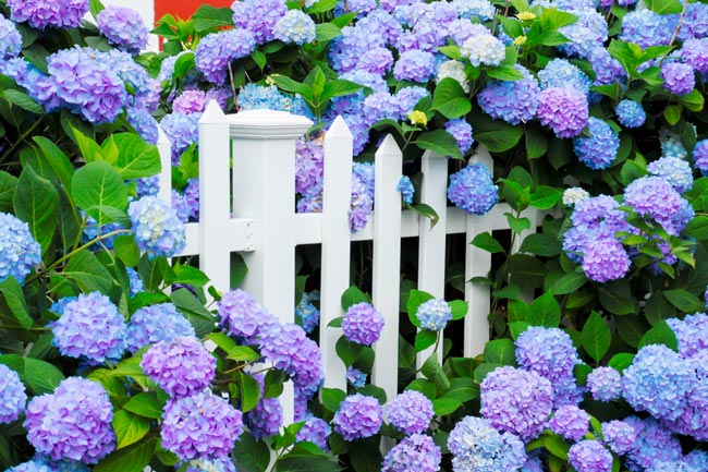TOP10 das plantas tóxicas que podem representar perigo no seu lar Descubra quais são estas plantas, os seus efeitos nocivos e como identificá-las.